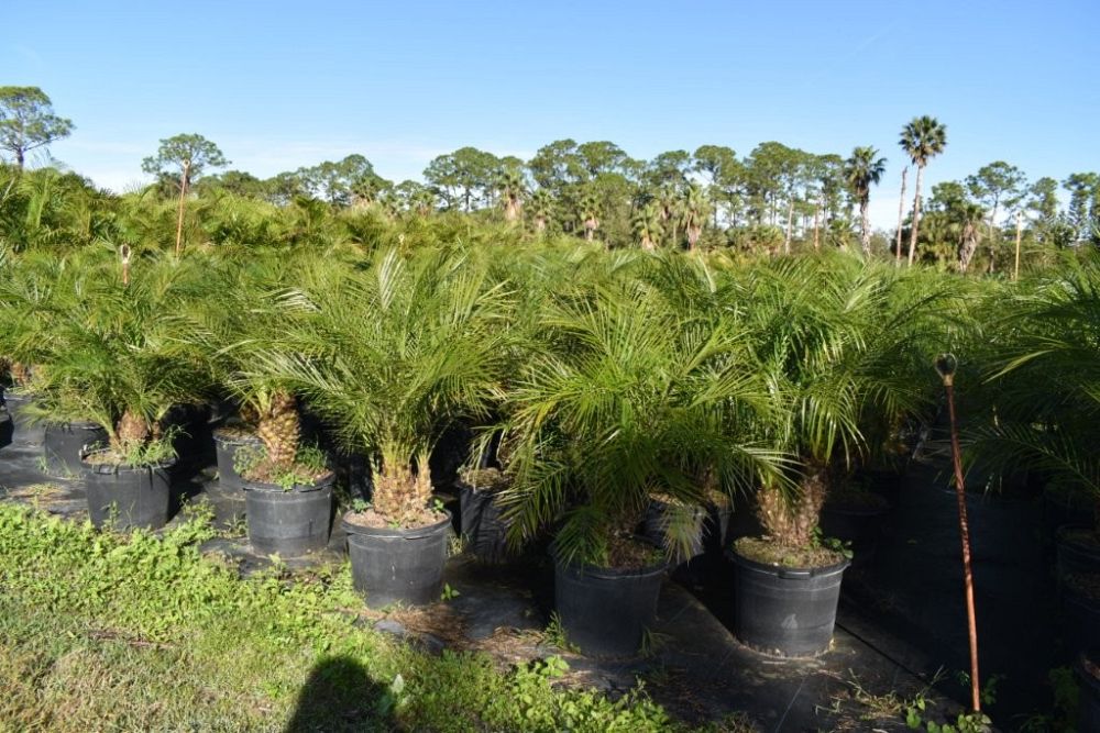 phoenix-roebelenii-pygmy-date-palm-roebelenii-palm