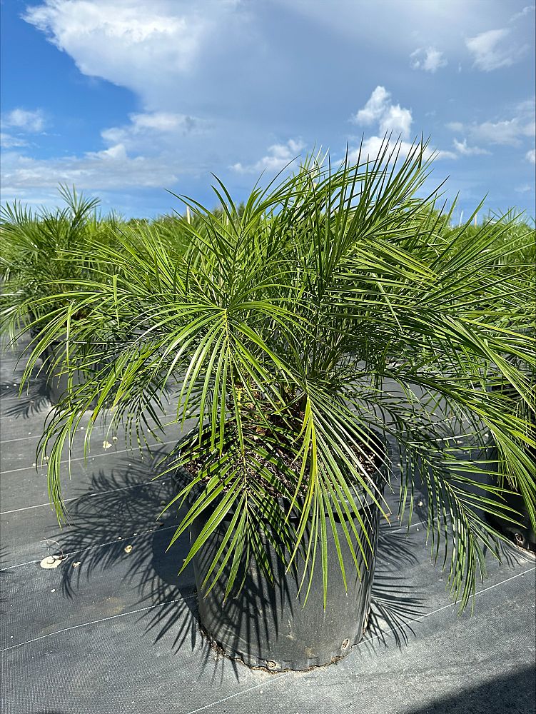 phoenix-roebelenii-pygmy-date-palm-roebelenii-palm