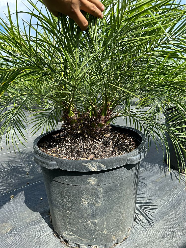 phoenix-roebelenii-pygmy-date-palm-roebelenii-palm