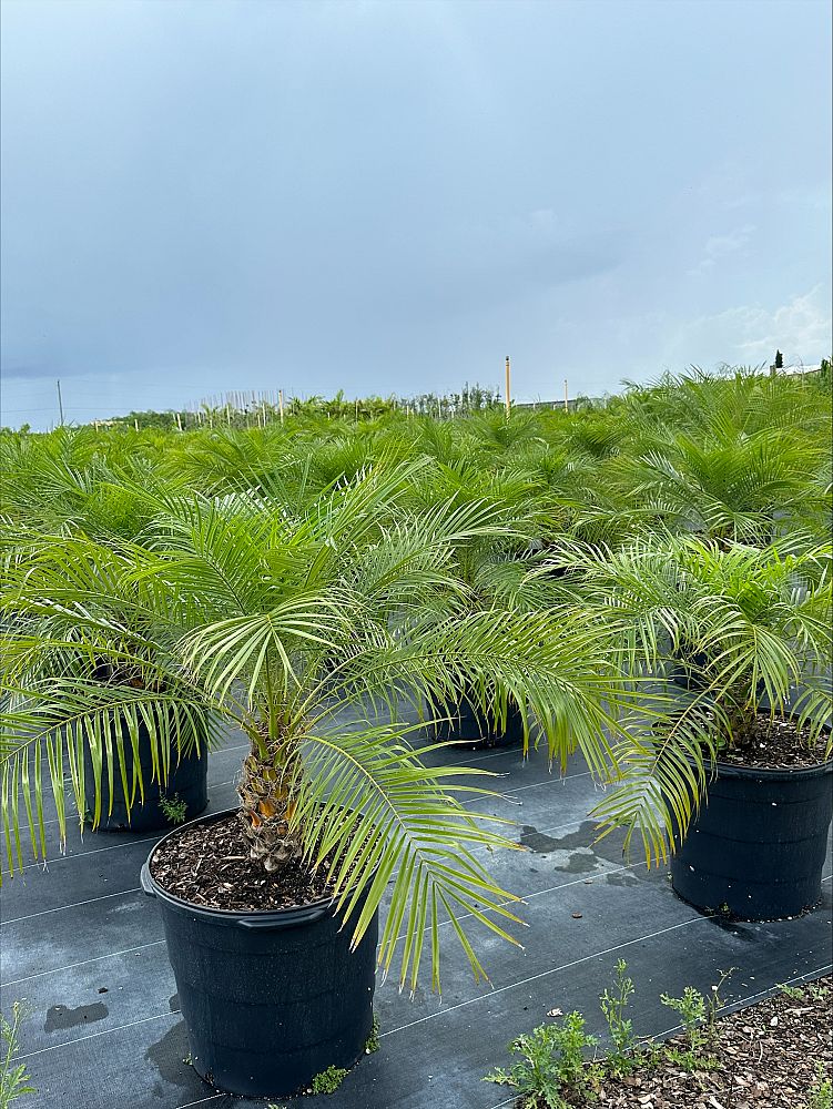 phoenix-roebelenii-pygmy-date-palm-roebelenii-palm