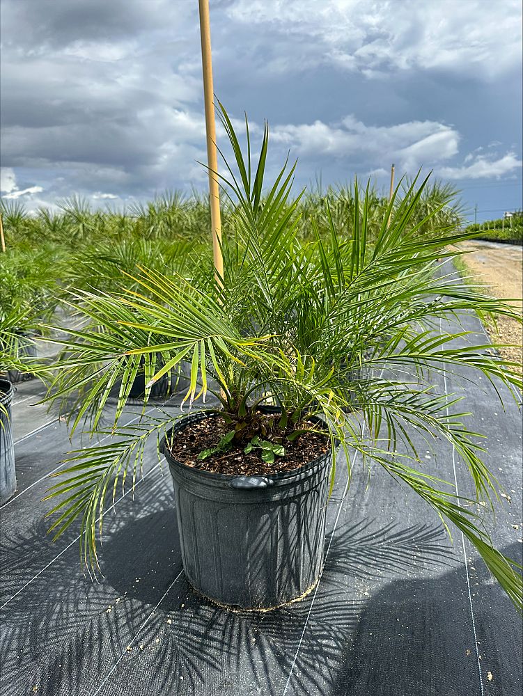 phoenix-roebelenii-pygmy-date-palm-roebelenii-palm