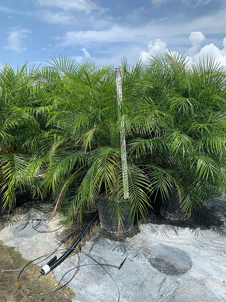 phoenix-roebelenii-pygmy-date-palm-roebelenii-palm