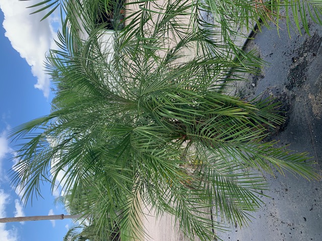 phoenix-roebelenii-pygmy-date-palm-roebelenii-palm