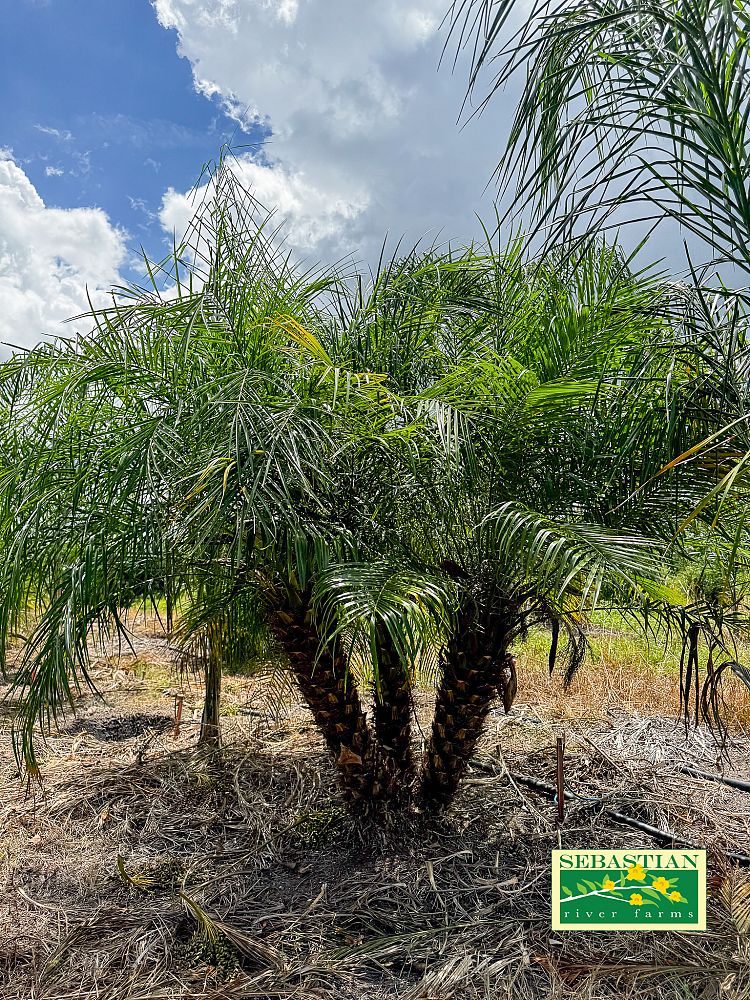 phoenix-roebelenii-pygmy-date-palm-roebelenii-palm