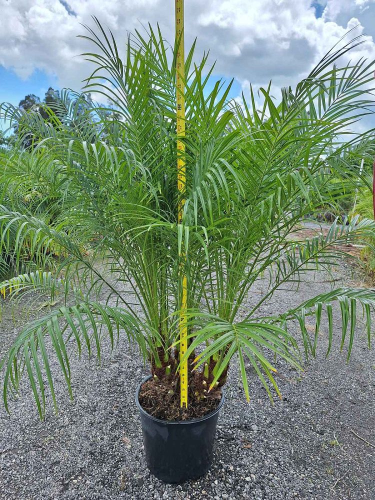 phoenix-roebelenii-pygmy-date-palm-roebelenii-palm