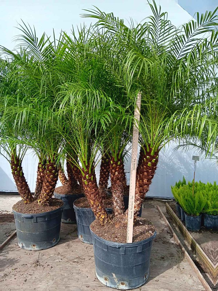 phoenix-roebelenii-pygmy-date-palm-roebelenii-palm