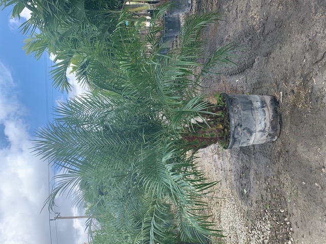 phoenix-roebelenii-pygmy-date-palm-roebelenii-palm