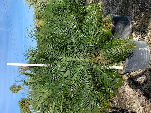 phoenix-roebelenii-pygmy-date-palm-roebelenii-palm