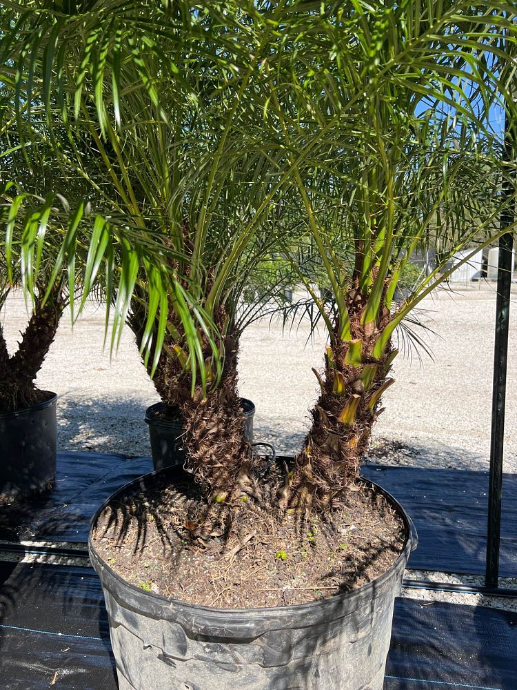 phoenix-roebelenii-pygmy-date-palm-roebelenii-palm