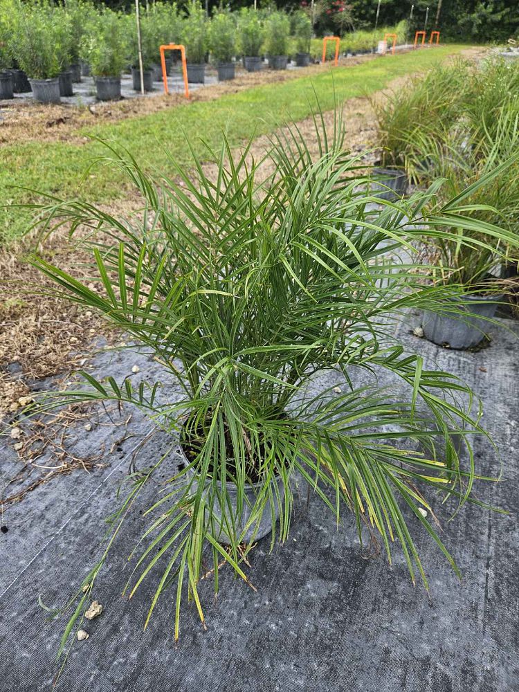 phoenix-roebelenii-pygmy-date-palm-roebelenii-palm