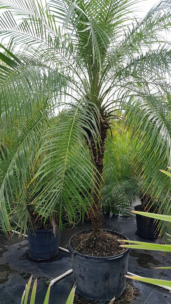 phoenix-roebelenii-pygmy-date-palm-roebelenii-palm