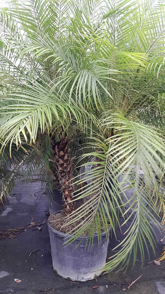 phoenix-roebelenii-pygmy-date-palm-roebelenii-palm