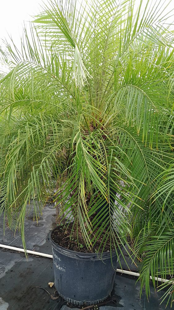 phoenix-roebelenii-pygmy-date-palm-roebelenii-palm