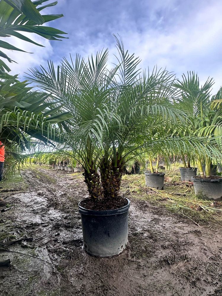 phoenix-roebelenii-pygmy-date-palm-roebelenii-palm