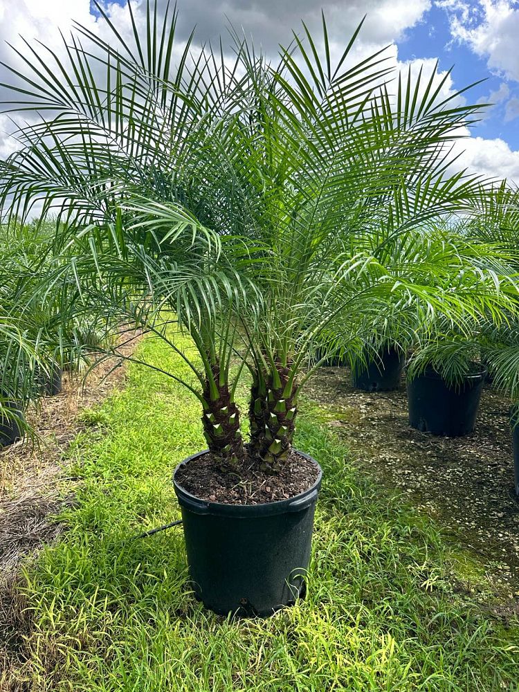 phoenix-roebelenii-pygmy-date-palm-roebelenii-palm