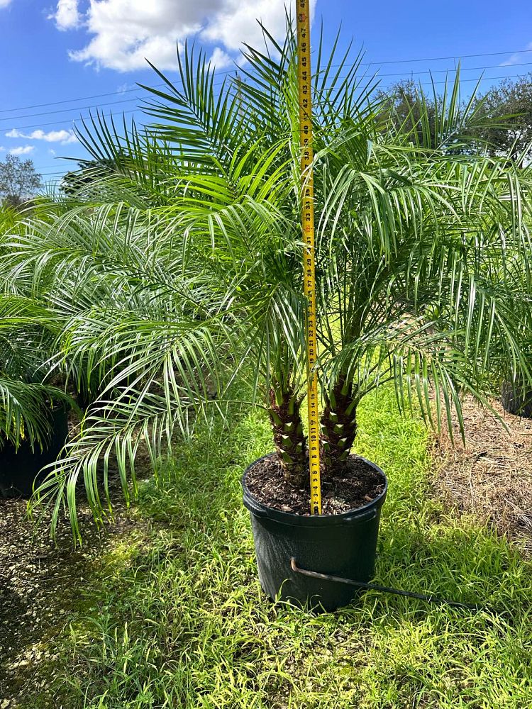 phoenix-roebelenii-pygmy-date-palm-roebelenii-palm