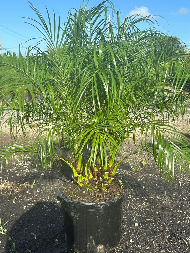 phoenix-roebelenii-pygmy-date-palm-roebelenii-palm