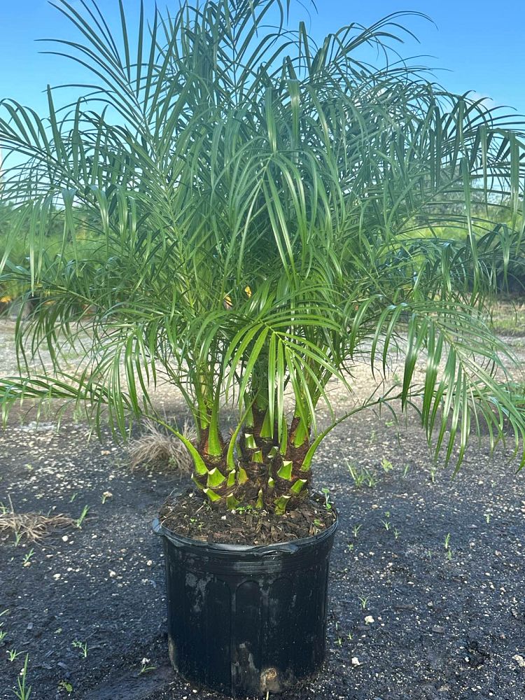 phoenix-roebelenii-pygmy-date-palm-roebelenii-palm