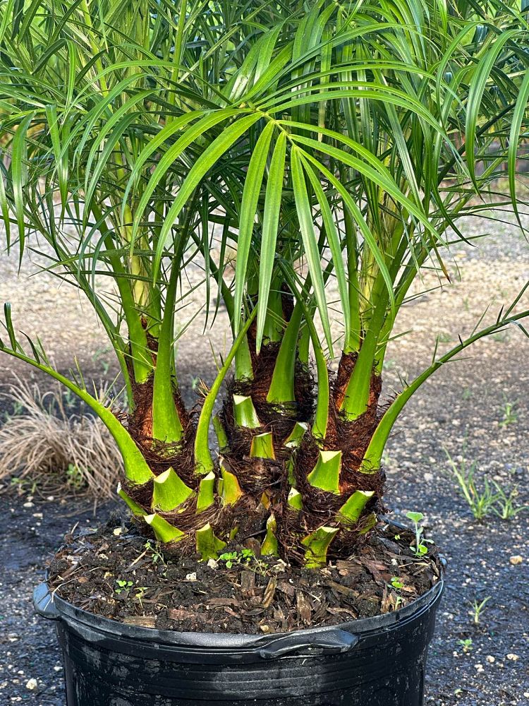 phoenix-roebelenii-pygmy-date-palm-roebelenii-palm