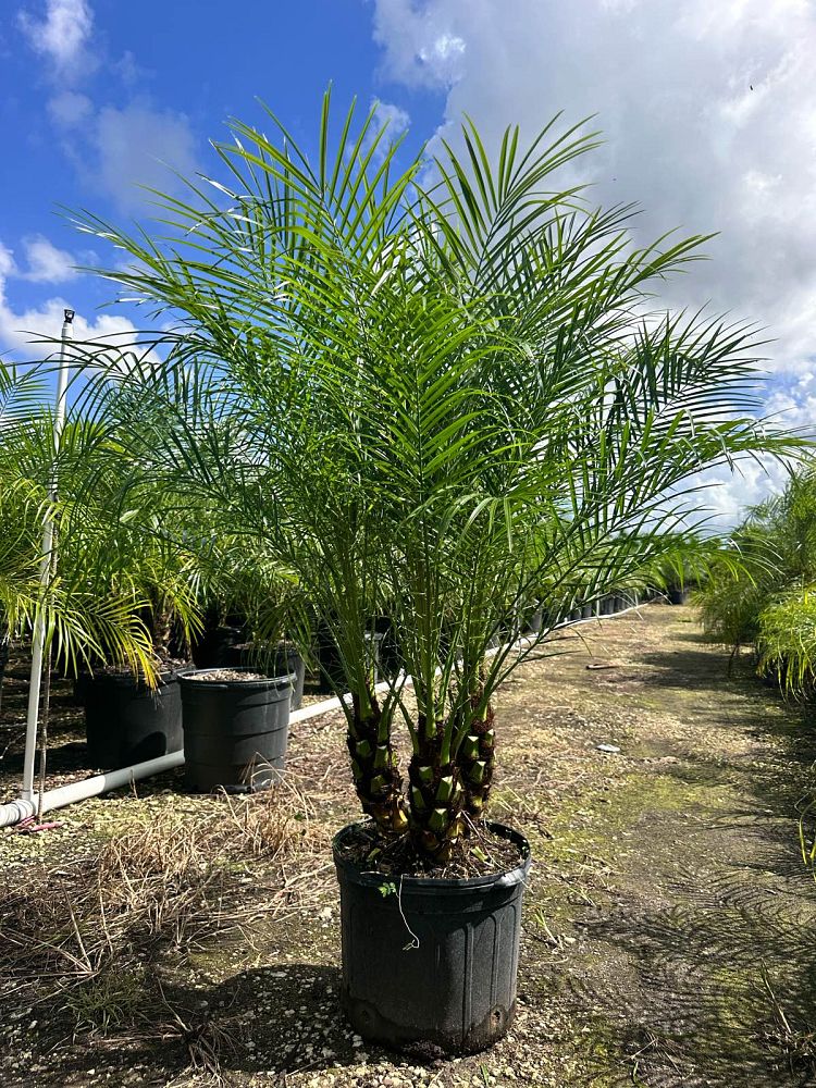 phoenix-roebelenii-pygmy-date-palm-roebelenii-palm