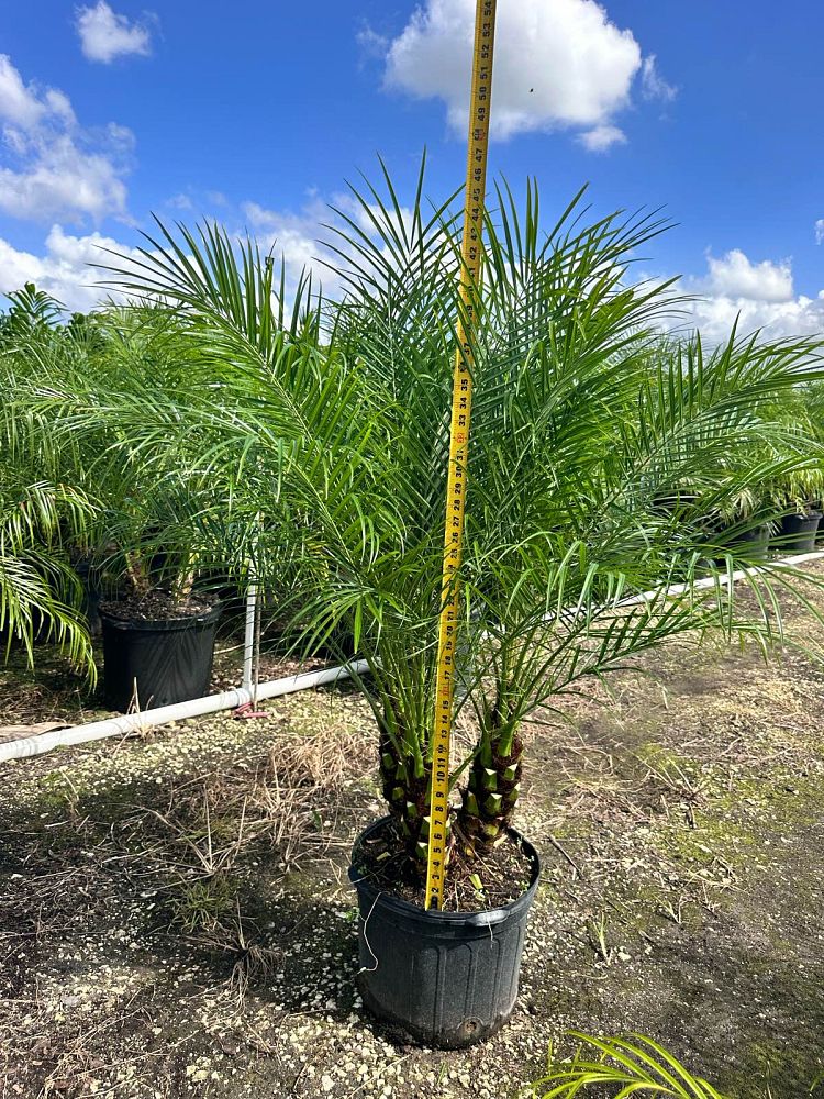 phoenix-roebelenii-pygmy-date-palm-roebelenii-palm