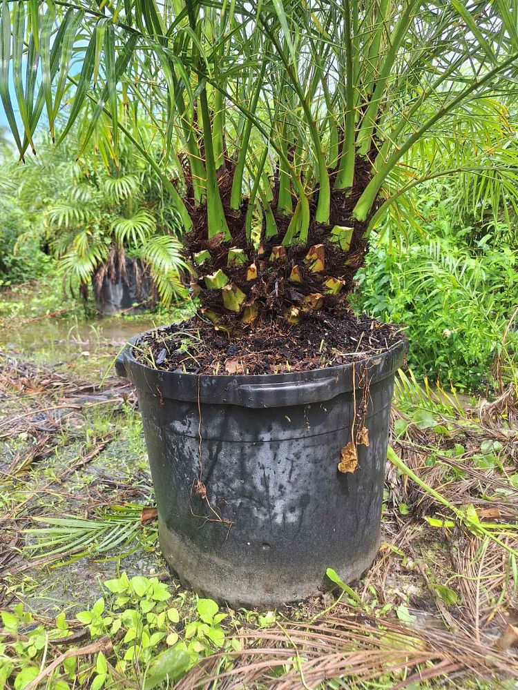 phoenix-roebelenii-pygmy-date-palm-roebelenii-palm