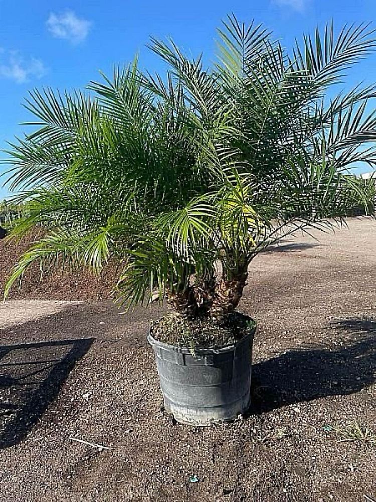 phoenix-roebelenii-pygmy-date-palm-roebelenii-palm