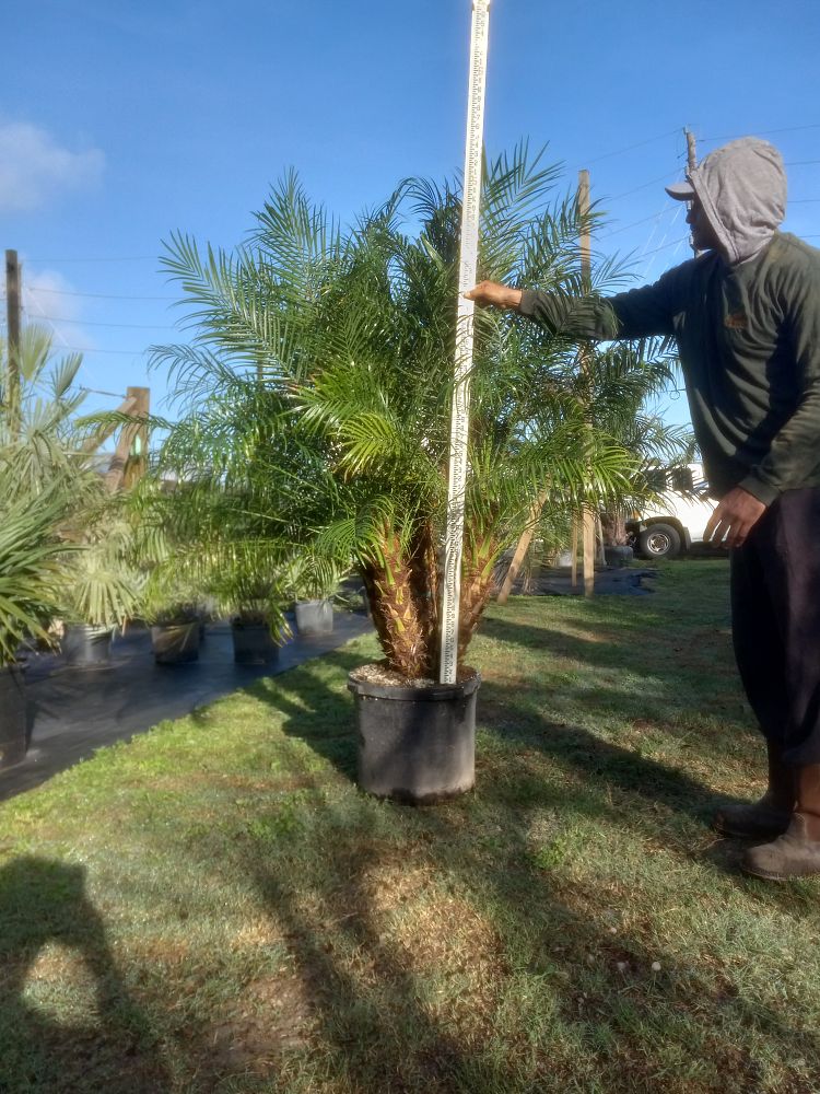 phoenix-roebelenii-pygmy-date-palm-roebelenii-palm