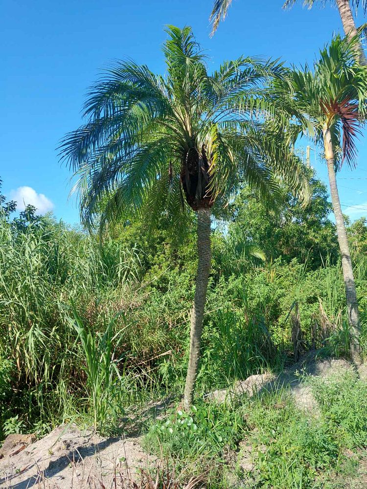 phoenix-roebelenii-pygmy-date-palm-roebelenii-palm