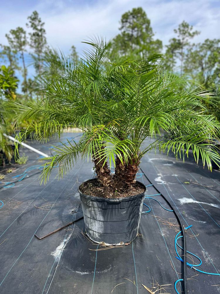 phoenix-roebelenii-pygmy-date-palm-roebelenii-palm