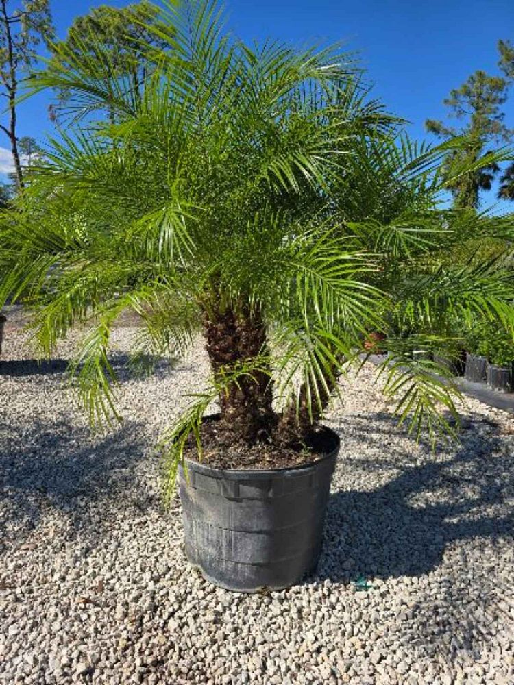 phoenix-roebelenii-pygmy-date-palm-roebelenii-palm