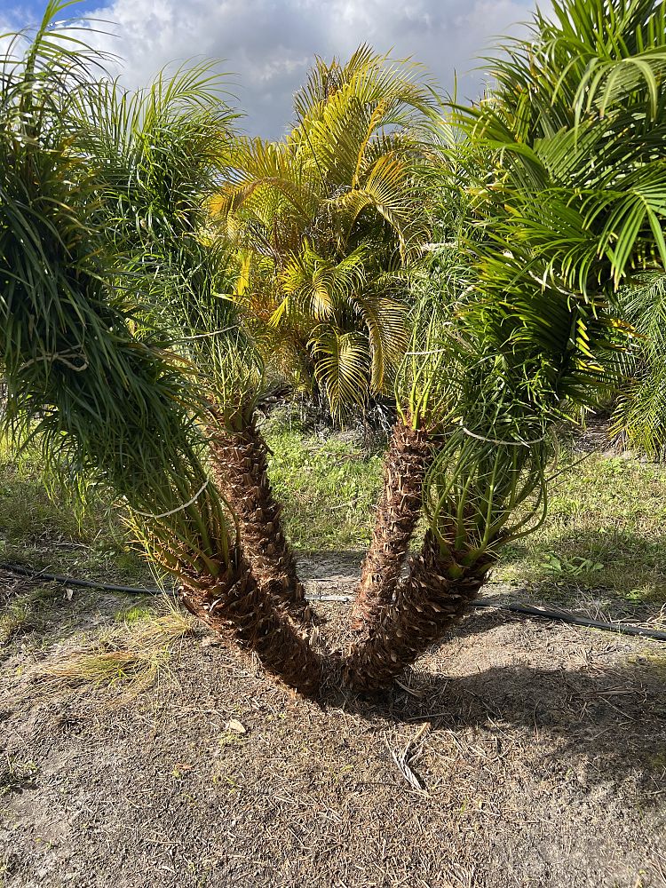 phoenix-roebelenii-pygmy-date-palm-roebelenii-palm