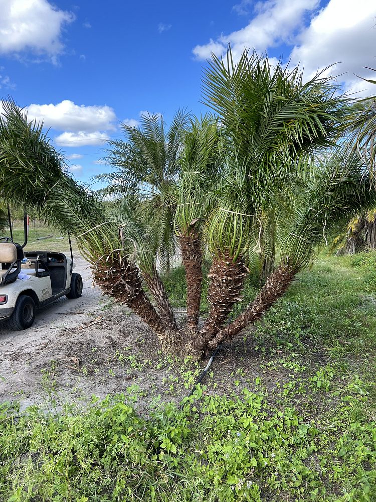 phoenix-roebelenii-pygmy-date-palm-roebelenii-palm