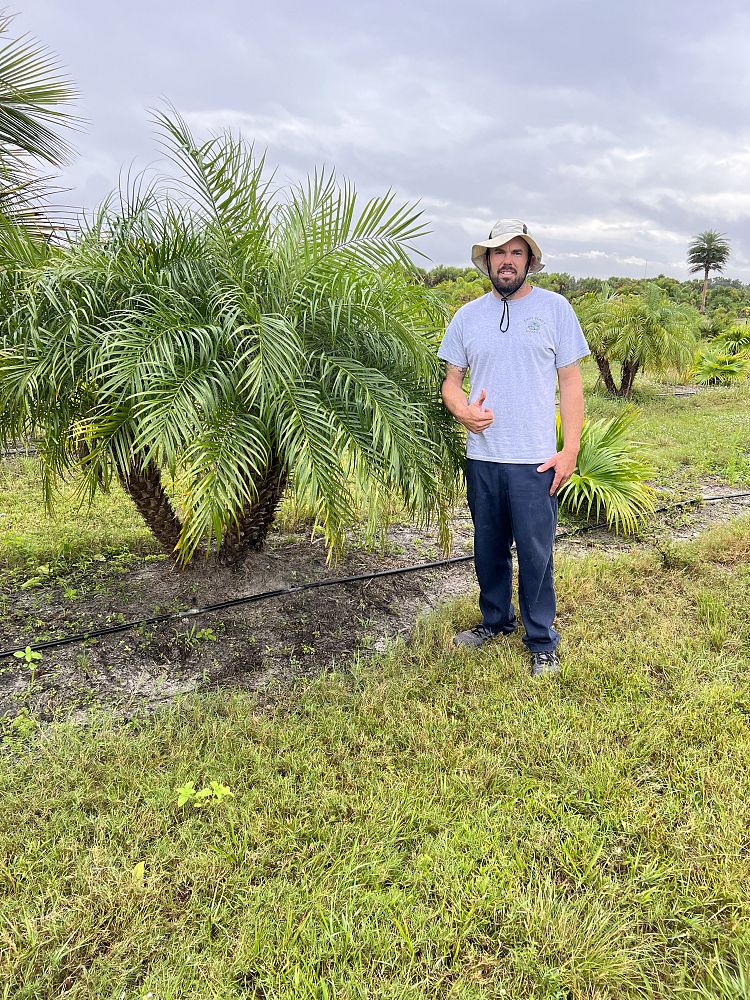 phoenix-roebelenii-pygmy-date-palm-roebelenii-palm