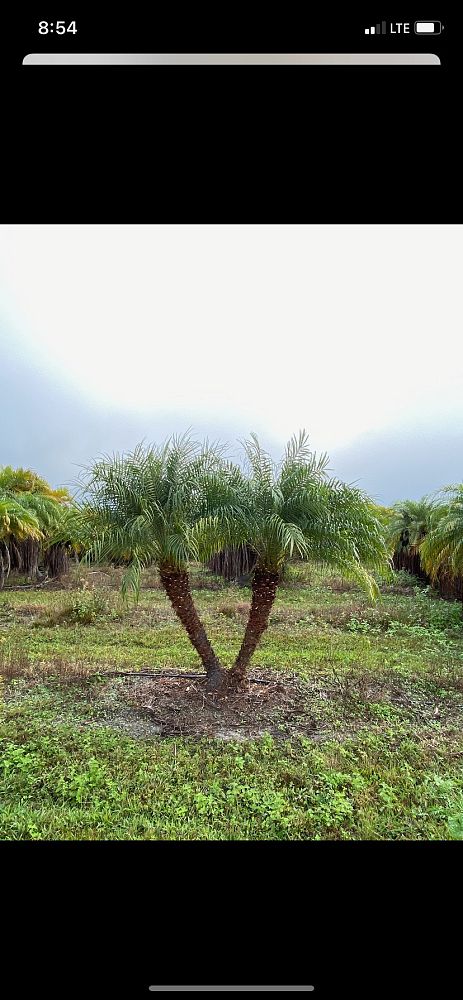 phoenix-roebelenii-pygmy-date-palm-roebelenii-palm