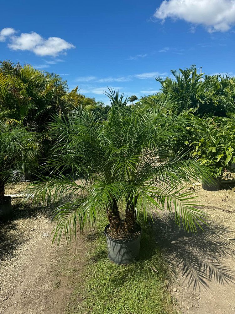 phoenix-roebelenii-pygmy-date-palm-roebelenii-palm