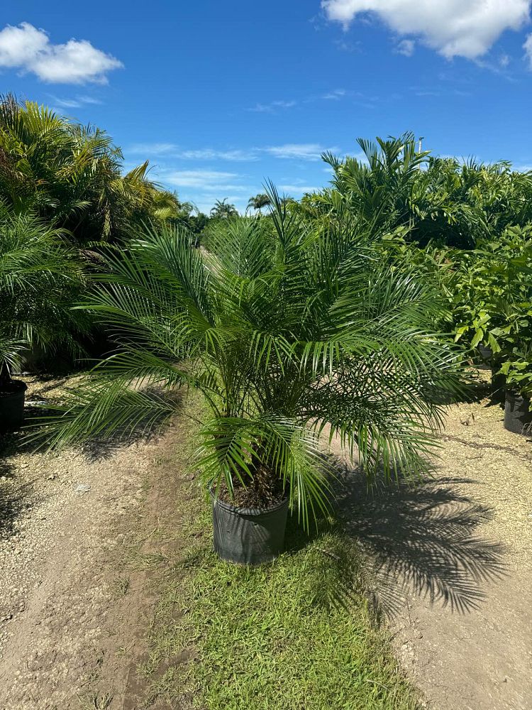 phoenix-roebelenii-pygmy-date-palm-roebelenii-palm