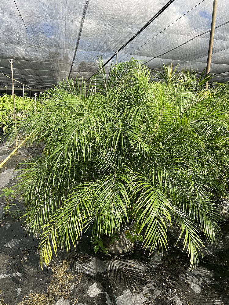 phoenix-roebelenii-pygmy-date-palm-roebelenii-palm