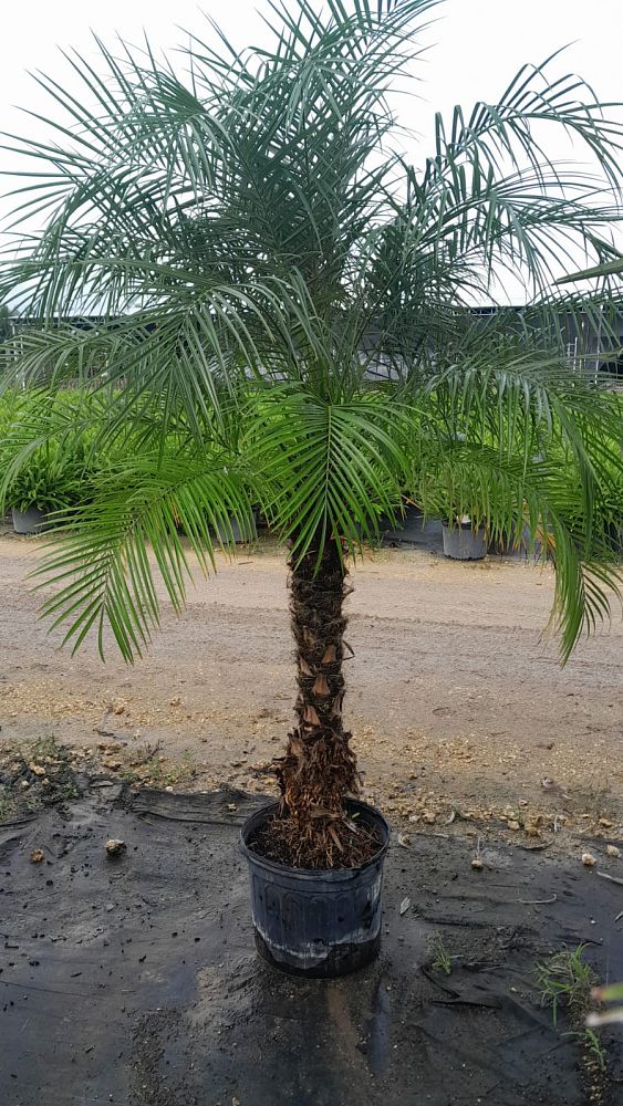 phoenix-roebelenii-pygmy-date-palm-roebelenii-palm