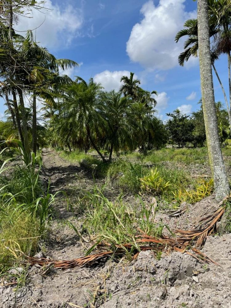 phoenix-roebelenii-pygmy-date-palm-roebelenii-palm