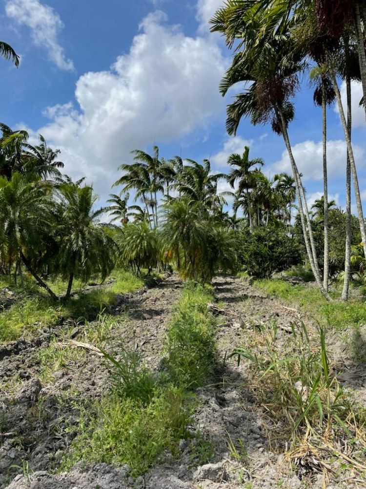 phoenix-roebelenii-pygmy-date-palm-roebelenii-palm