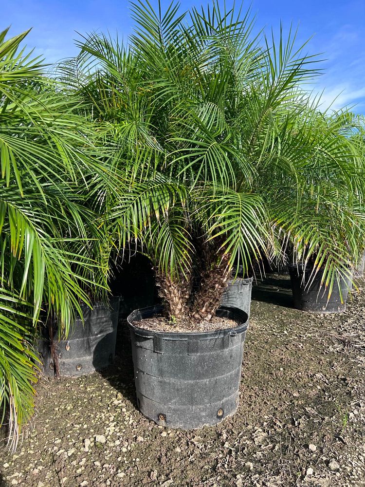 phoenix-roebelenii-pygmy-date-palm-roebelenii-palm