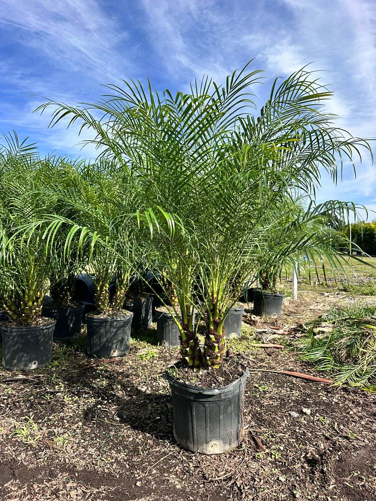 phoenix-roebelenii-pygmy-date-palm-roebelenii-palm