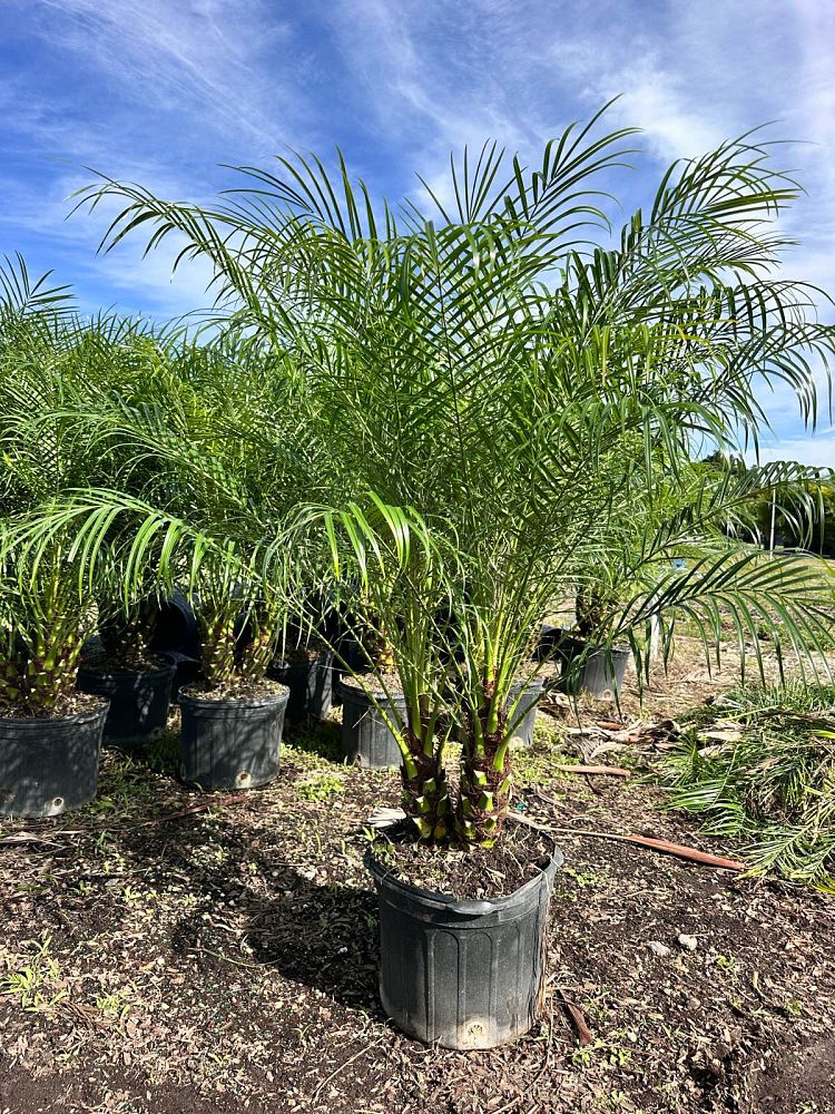 phoenix-roebelenii-pygmy-date-palm-roebelenii-palm