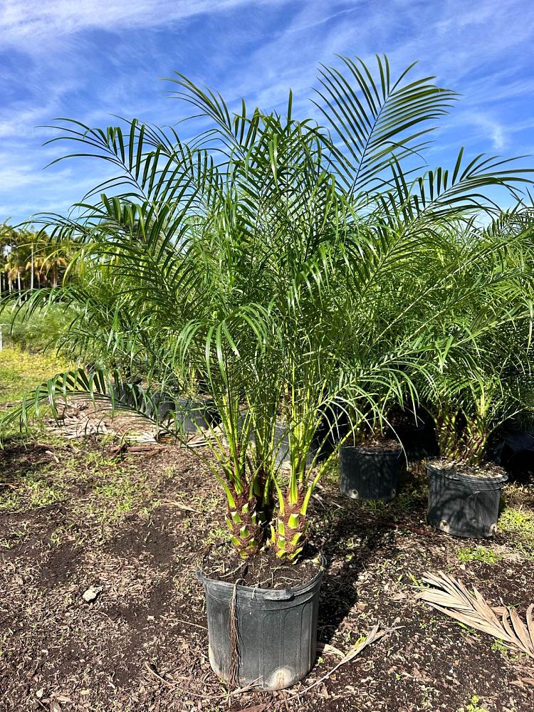 phoenix-roebelenii-pygmy-date-palm-roebelenii-palm