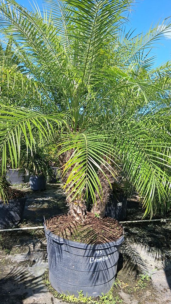 phoenix-roebelenii-pygmy-date-palm-roebelenii-palm