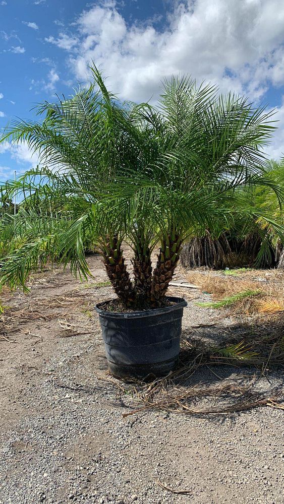 phoenix-roebelenii-pygmy-date-palm-roebelenii-palm