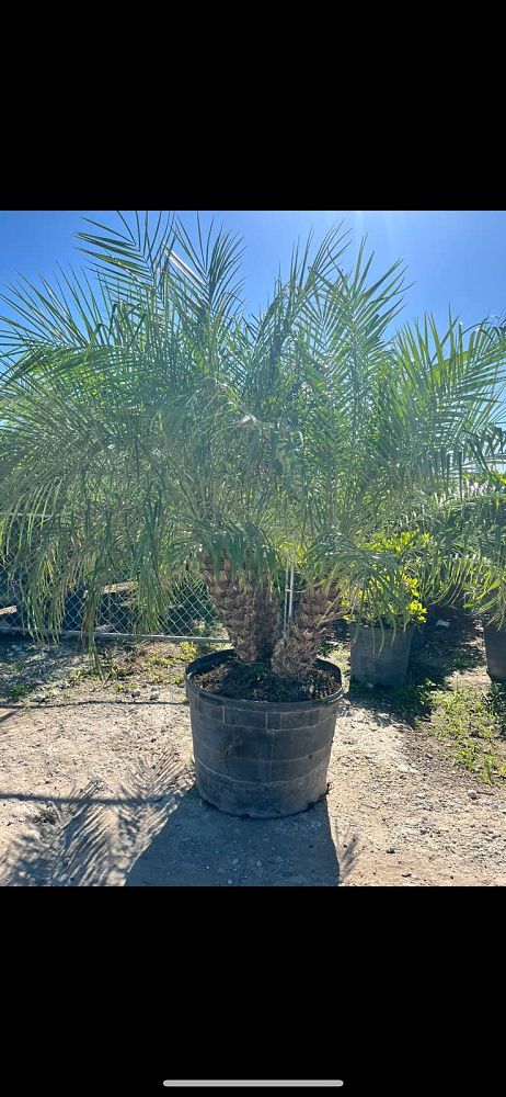 phoenix-roebelenii-pygmy-date-palm-roebelenii-palm