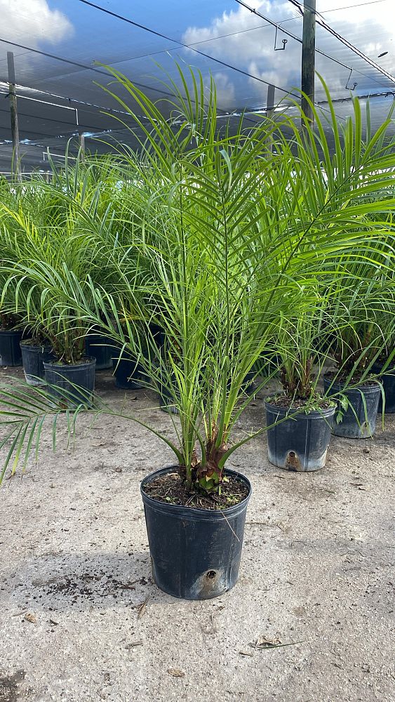 phoenix-roebelenii-pygmy-date-palm-roebelenii-palm