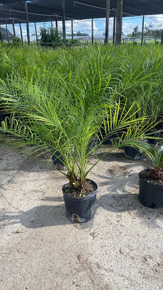 phoenix-roebelenii-pygmy-date-palm-roebelenii-palm